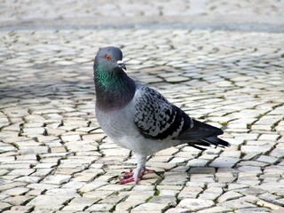 pombo