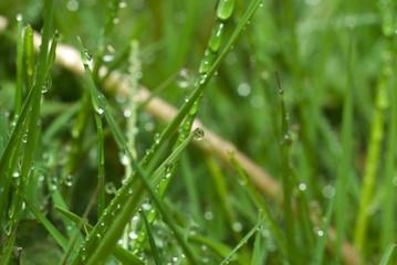 fresh green grass with water drops