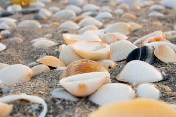 seashells on the sand i