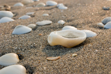 Fototapeta na wymiar seashell holding water