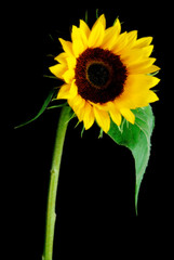 Naklejka premium sun flower