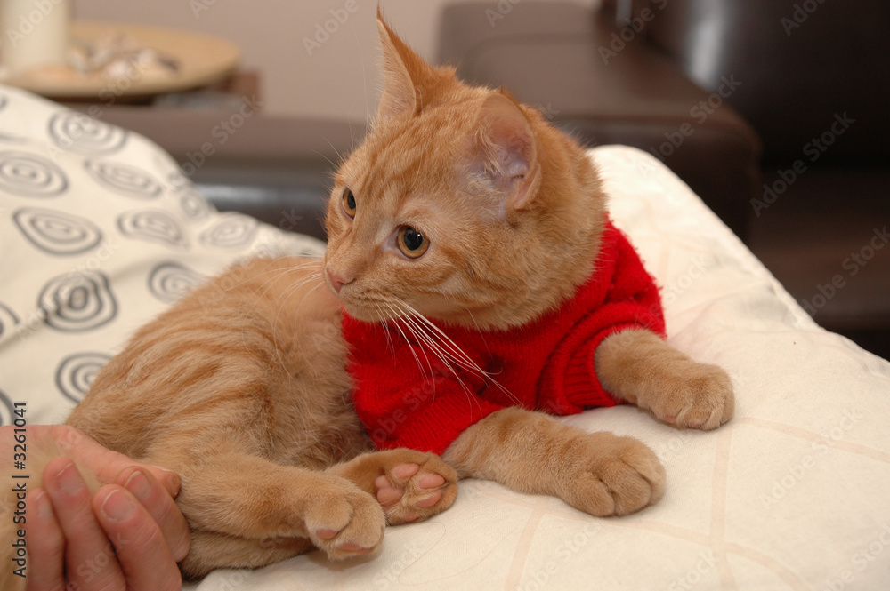 Wall mural kitten and red sweater