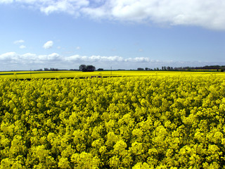 rapsfelder