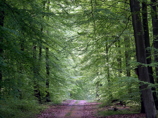 waldweg
