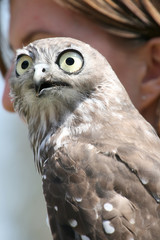 falcon head and eyes