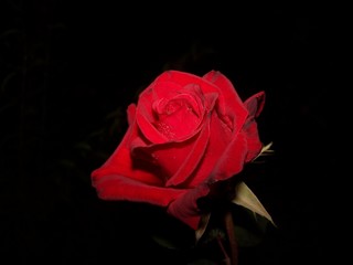 red rose