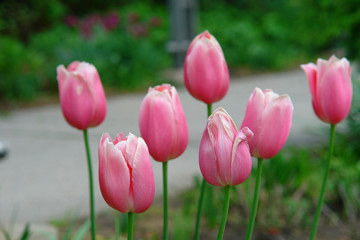 pink tulip along the way