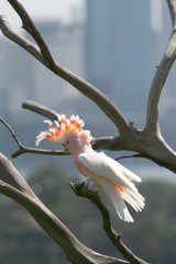 pink parrot © Xavier MARCHANT
