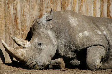 Obraz premium hippopotamus sleeping