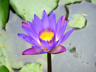 water lily
