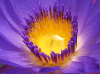 Fototapete Wasserlilien water lily