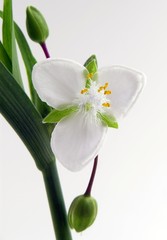 white flower of tradescantia