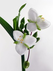 three-petals white tradescantia flowers