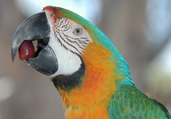 parrot head & grape © Clarence Alford