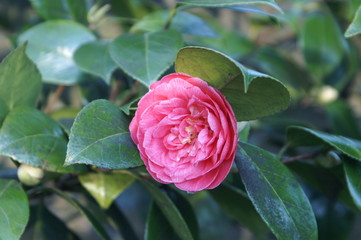 rose dans forêt du chateau de rambures