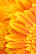 daisy petals background