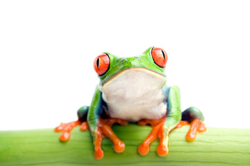 Naklejka premium frog on bamboo