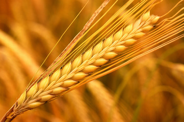 wheat