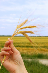 holding wheat
