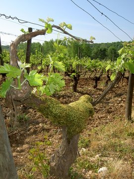 vignoble
