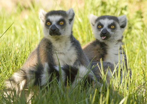 lemur catta sitting in grass