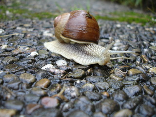 schnecke