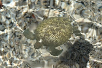tortue verte, chelonia mydas