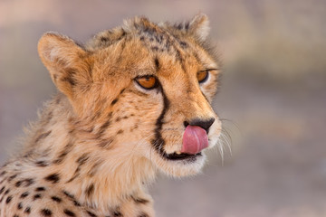 cheetah portrait