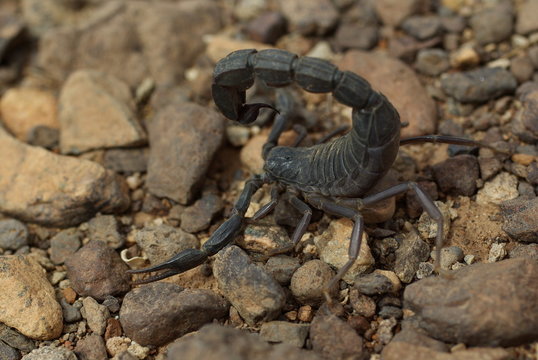 scorpion noir du sahara