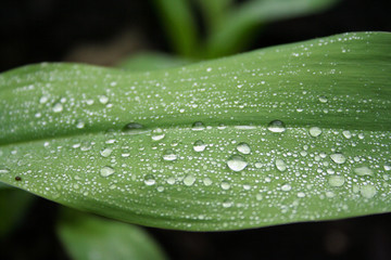 rain drops