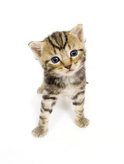 curious kitten on white background