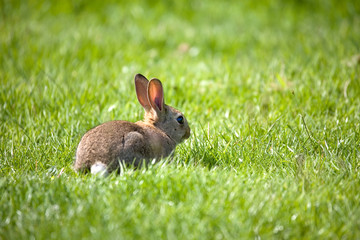 small rabbit
