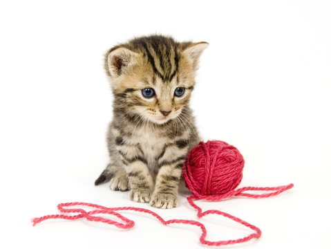 kitten with red ball of yarn on white background