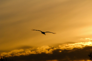 stork at sunset sky