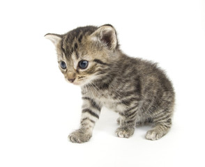 small kitten playing on white background