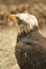 seeadler