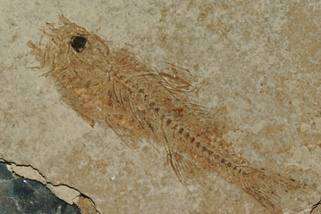 pesce fossile