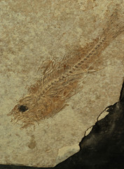 pesce fossile
