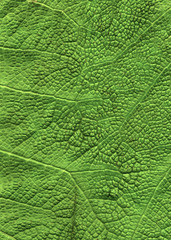 green leaf close up background texture.