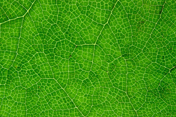 green leaf macro close up.