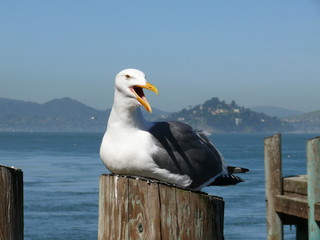 san francisco seagull