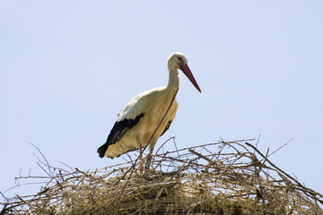 cigogne