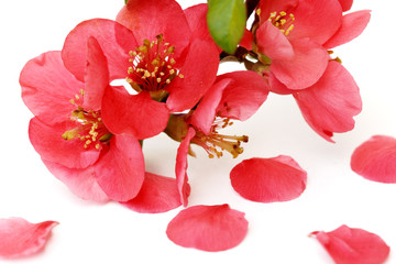 quince chaenomeles