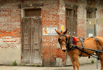 Carriage horse in New Orleans
