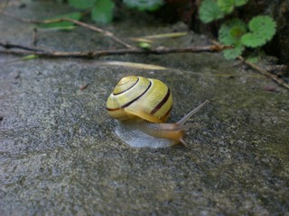 wandernde schnecke