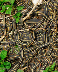 mating ball of red sided garter snakes