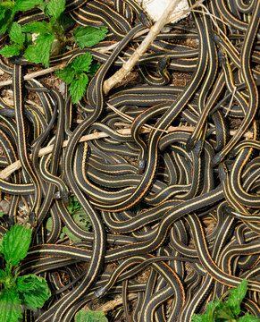 Mating Ball Of Red Sided Garter Snakes