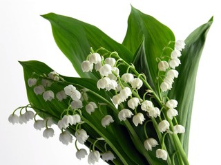 lilies of valley