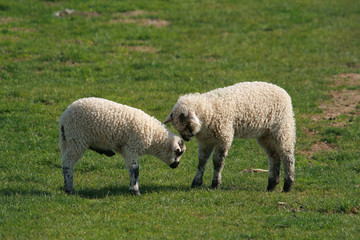 lambs playing on green pasture