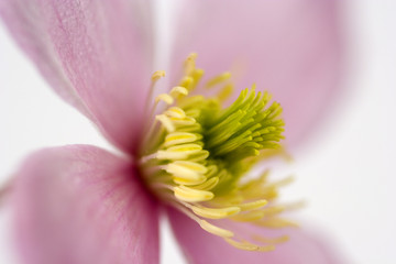 pink clematis flower